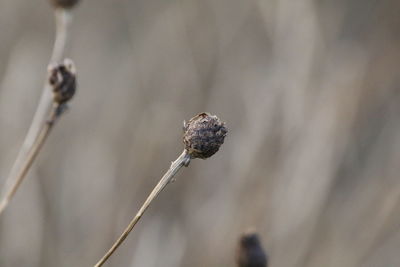 Close-up of dried plant