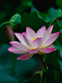 Close-up of pink water lily