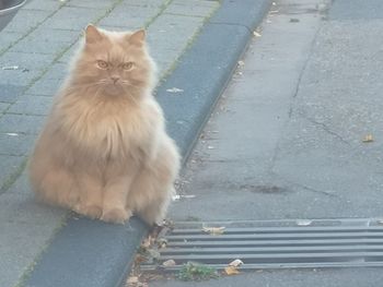 Portrait of cat sitting on footpath