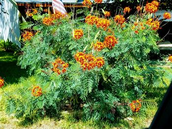 Close-up of marigold flowers blooming outdoors