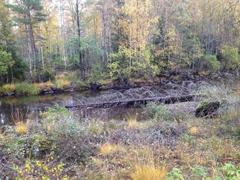 Scenic view of forest