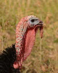 Close-up of a bird on a field