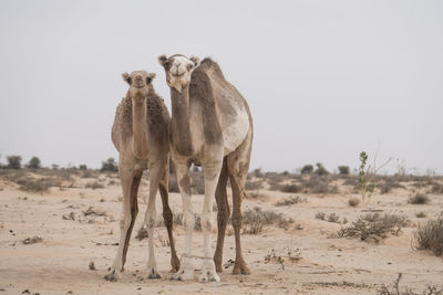 Two wild camels are close together in love in the desert of sahara