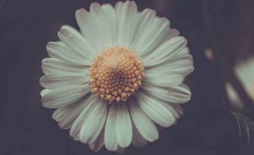 Close-up of daisy blooming outdoors at night