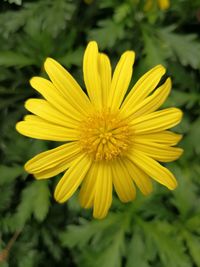 Close-up of yellow flower blooming outdoors