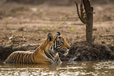 Close-up of a cat drinking water