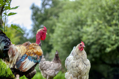 Rooster and hens in saint-aignan in brittany