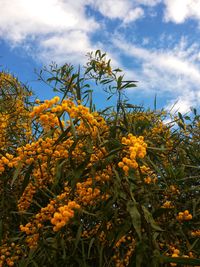 Low angle view of yellow flowers against sky
