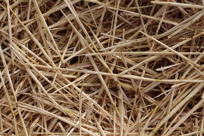 Full frame shot of dried plants on field