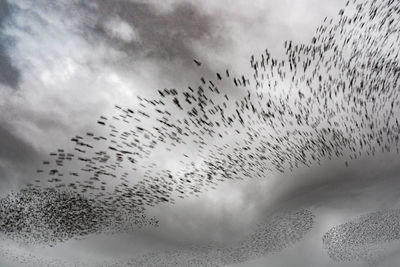 Flock of birds flying in sky