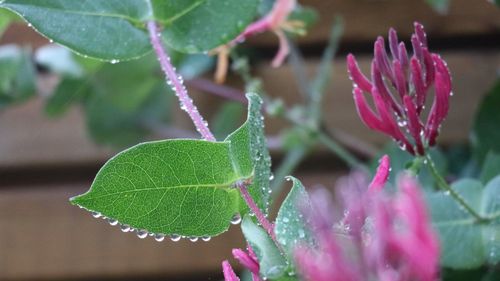 Close-up of raindrops on pink leaves