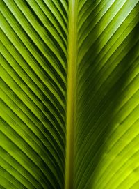 Full frame shot of palm leaves