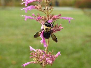 Close-up of bee on pink flowers