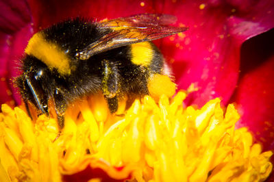 Close-up of bee on yellow flower