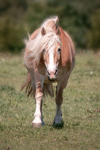 Full length of a horse on field