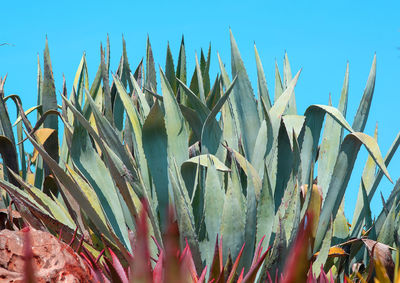 Close-up of succulent plant on field against sky