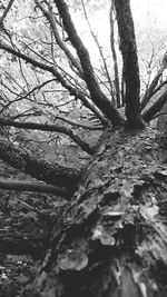 Close-up of bare tree against sky