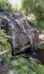 Stream flowing through forest