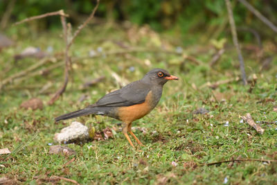 Thrush bird hunting on the ground in bale mountains in ethiopia