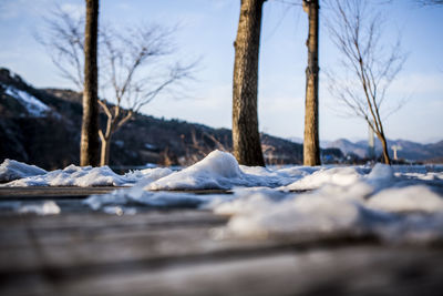 Surface level of trees on snow covered landscape