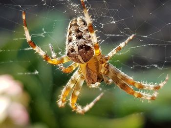 Close-up of spider on web