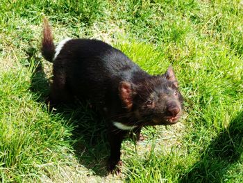 View of an animal on field