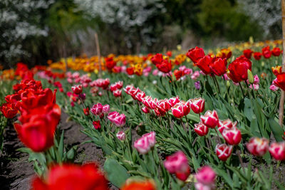 Close-up of flowering plants on field