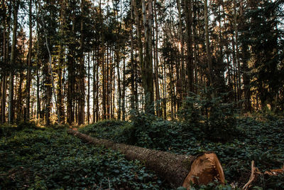 Trees in forest against sky