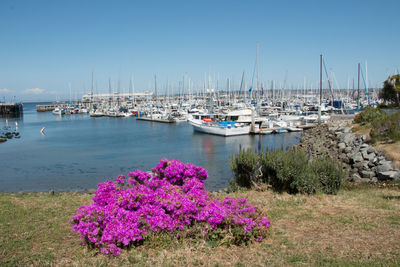 Sailboats moored in marina
