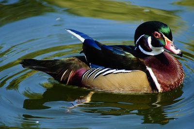 Duck swimming in lake