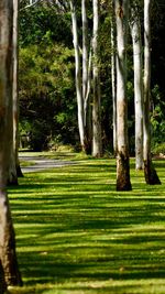 Trees on grass