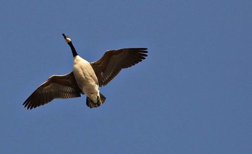 Low angle view of bird flying against blue sky