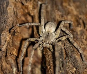 Close-up of spider on tree trunk