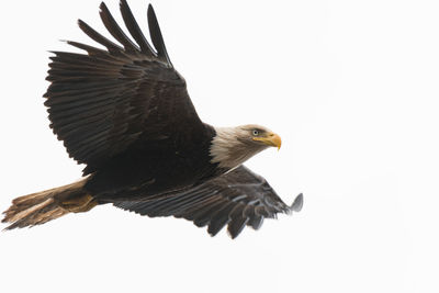 Low angle view of eagle flying against clear sky