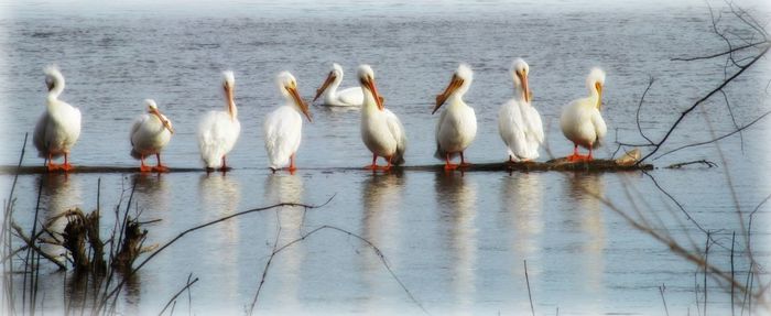 Birds in calm water