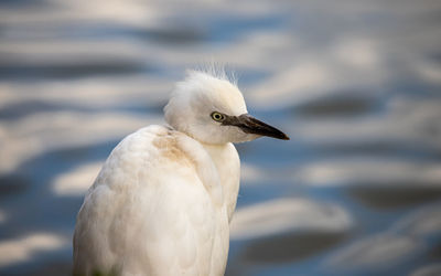 Cattle egret