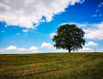 Tree on field against sky