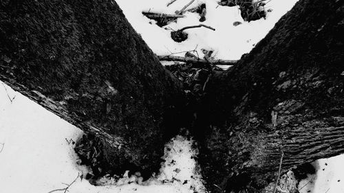 High angle view of horse by trees against sky
