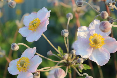 Close-up of white flowering plants