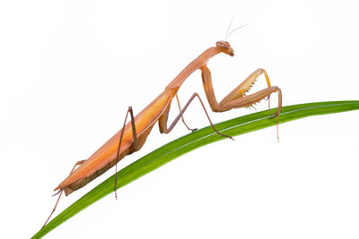 Close-up of lizard against white background