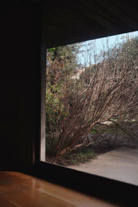 Trees seen through window