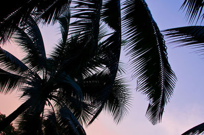 Low angle view of palm trees against sky