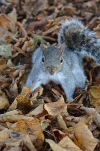 High angle portrait of squirrel standing on leaves