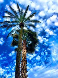 Low angle view of palm trees against cloudy sky