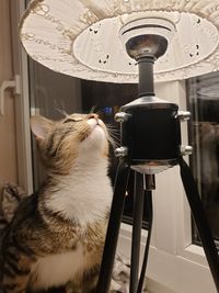 Close-up of a cat on table