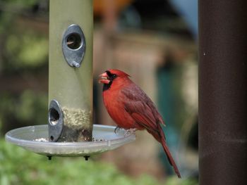 Close-up of bird perching on feeder