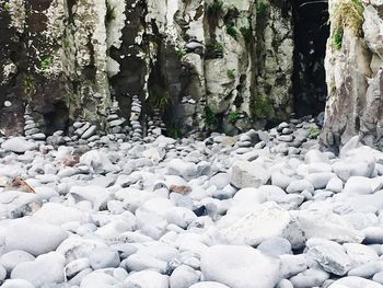 Rocks by trees in forest