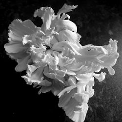 Close-up of purple flowers