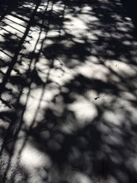 High angle view of trees in sunlight