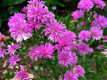 Close-up of pink flowering plants